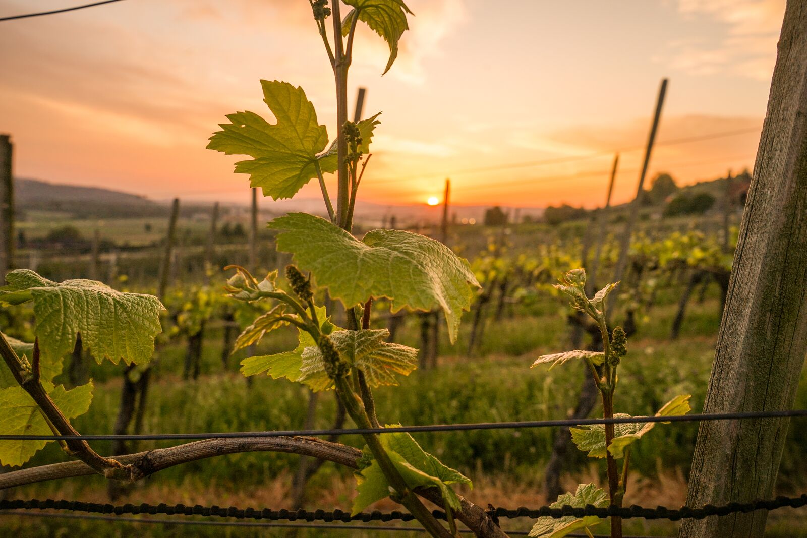 Weinreben im goldenen Abendlicht am Weinweg Weinfelden
